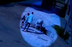 Mehsana: ત્રણ લોકો પર ગદર્ભે કર્યો હુમલો, એક મહિલા સારવાર હેઠળ; જુઓ CCTV ફુટેજ