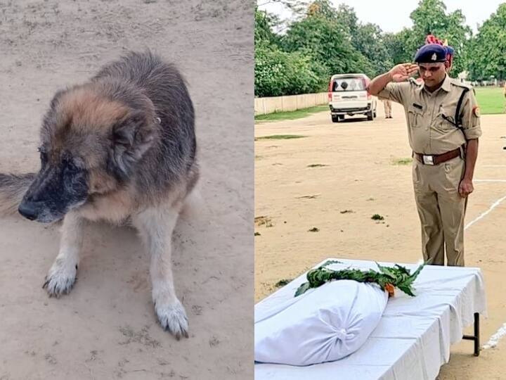 Gonda Police Line Uttar Pradesh Explosive dog Oli in Dog Squad team died last rites with state honor ANN Gonda News: आखिरकार पुलिस को रुलाकर चली गई डॉगी 'ओली', राजकीय सम्मान के साथ दी गई अंतिम विदाई, करा चुकी है इन बड़ी घटनाओं का खुलासा