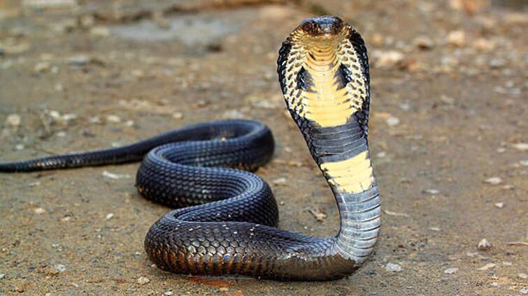 king cobra made of chocolate chef talent king cobra snake ready to eat users reaction viral King Cobra: ਬੰਦੇ ਦੀ ਪ੍ਰਤਿਭਾ ਨੂੰ ਦੇਖ ਕੇ ਕਰੋਗੇ ਸਲਾਮ! ਬਣਾਇਆ ਅਜਿਹਾ ਕਿੰਗ ਕੋਬਰਾ ਅਤੇ ਫਿਰ..., ਦੇਖੋ ਵੀਡੀਓ