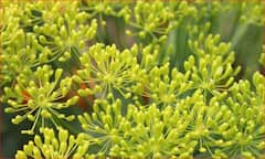 Fennel Cultivation: ਲਾਭ ਹੀ ਲਾਭ ਹੈ! ਸੌਂਫ ਦੀ ਖੇਤੀ ਕਰ ਕੇ ਕਿਸਾਨ ਇਸ ਤਰ੍ਹਾਂ ਹੋ ਸਕਦੇ ਨੇ ਮਾਲਾਮਾਲ