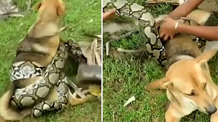 viral video 3 boys fight off python to save their pet dog Viral Video: কুকুরকে পেঁচিয়ে ধরছে অজগর! পোষ্যর প্রাণ বাঁচাতে সাপের সঙ্গে লড়াই তিন বালকের