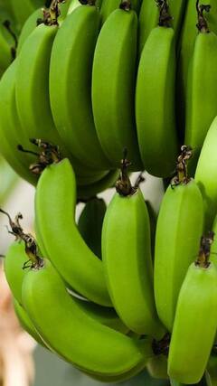 Banana Benefits : कॅन्सरपासून बचाव करण्यास केळी गुणकारी; वाचा माहिती