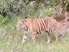 Ramnagar News: हमलावर बाघ नहीं पकड़े जाने से पालतू पशुओं पर पड़े खाने के लाले, ग्रामीणों में दहशत