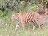 Ramnagar News: हमलावर बाघ नहीं पकड़े जाने से पालतू पशुओं पर पड़े खाने के लाले, ग्रामीणों में दहशत