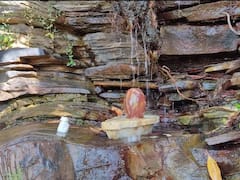 Sehore News: वटवृक्ष यहां खुद करता है भगवान भोलेनाथ का जलाभिषेक, सावन में दर्शन करने पर मिलता है विशेष फल