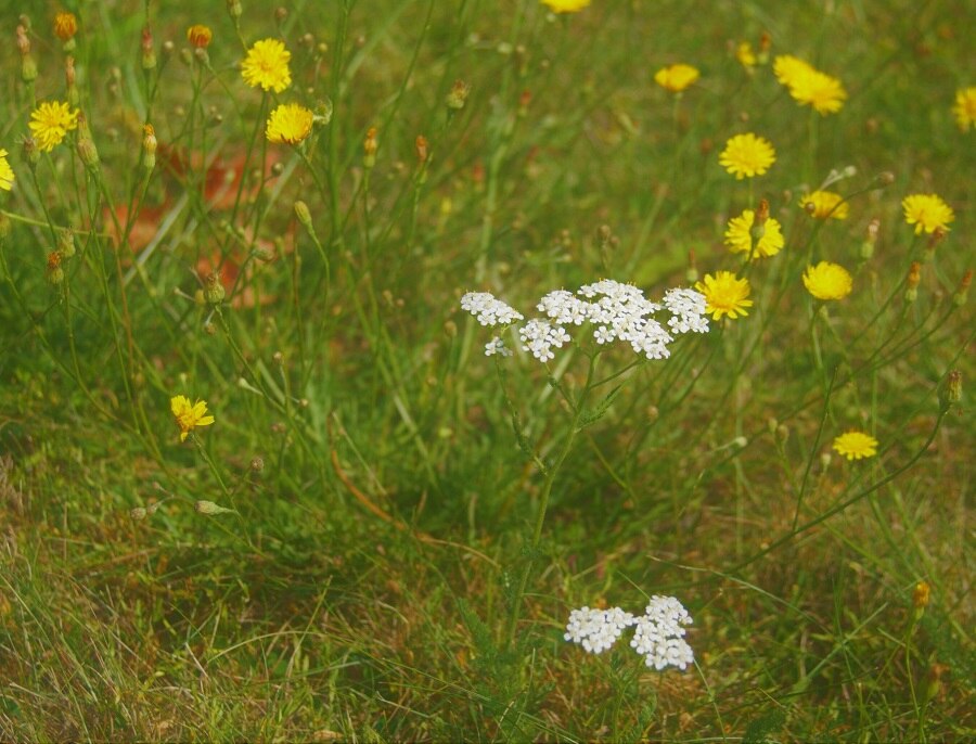 Plant Blindness: కళ్లు మూసుకుంటే మీకు జంతువులు గుర్తొస్తున్నాయా, మొక్కలు కనిపిస్తాయా ?