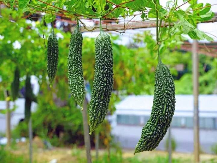 Bittergourd cultivation from staking method to get better production of hybrid vegetable Bitter Gourd Farming: मचान विधि से करेला उगाकर कमाएं लाखों, ये किस्में देंगी बंपर पैदावार