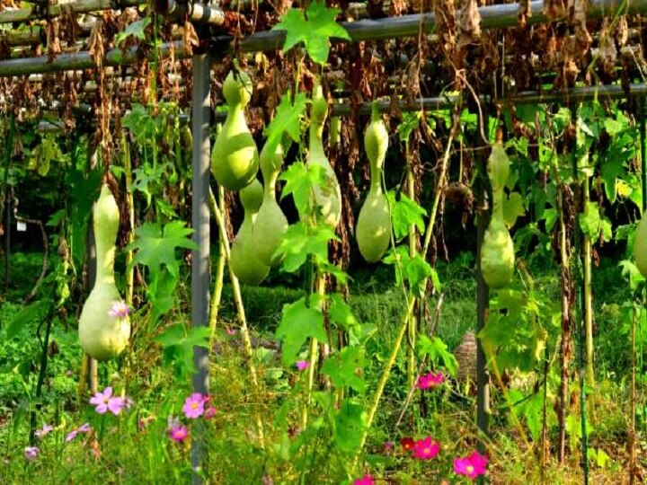 Bottle Gourd Cultivation: देसी किस्मों के मुकाबले ज्यादा दाम पर बिकेगी हाइब्रिड लौकी, ये हैं डबल मुनाफे वाली उन्नत किस्में