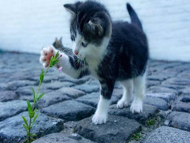 World Cat Day 2022: History, Significance and How to Celebrate World Cat Day 2022: உலக பூனைகள் தினம்! பூனை வளர்ப்பை பற்றி தெரிஞ்சுக்கோங்க !