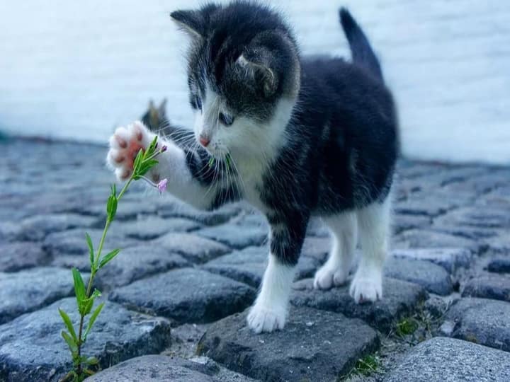 World Cat Day 2022 History, Significance and How to Celebrate World