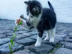 World Cat Day 2022: உலக பூனைகள் தினம்! பூனை வளர்ப்பை பற்றி தெரிஞ்சுக்கோங்க !