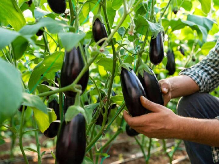 This new species of brinjal developed, pests will not be able to attack, will get bumper production