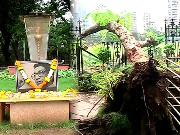 mumbai news tree planted by  Balasaheb Thackeray near his memorial fell down बाळासाहेब ठाकरेंच्या स्मृतीस्थळाजवळील त्यांनी स्वतः लावलेलं झाड कोसळलं..