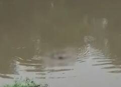 Vadodara: યુવકને ખેંચી ગયો મગર અને પછી મૃતદેહને ઘમરોળ્યો પાણીમાં, જુઓ કાળજું કંપાવનારા દ્રશ્યો