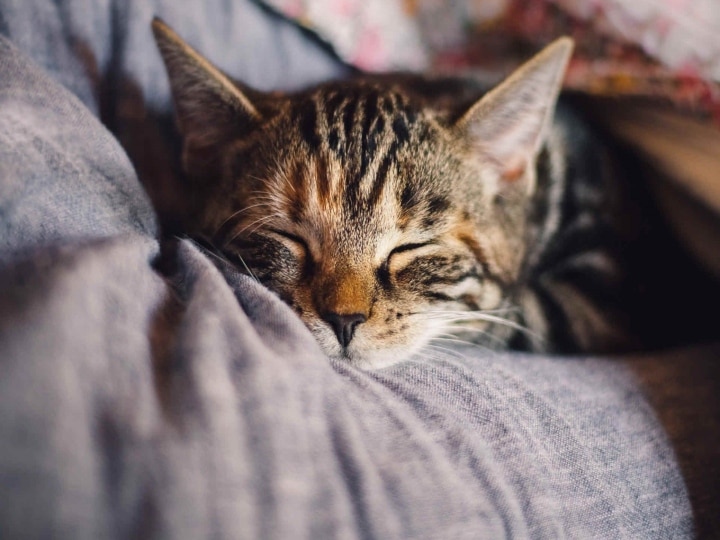 World Cat Day 2022 History, Significance and How to Celebrate World