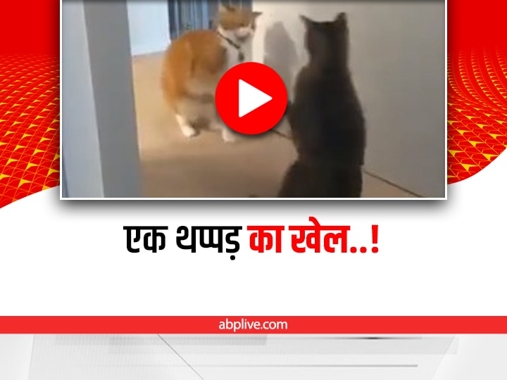 Cat slaps another cat funny video viral on social media Watch