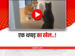 Watch: भूरी बिल्ली ने काली बिल्ली को जड़ा जोरदार थप्पड़, 2 सेकेंड में हुई चित