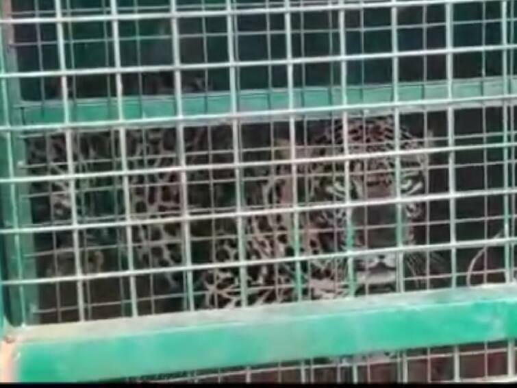 leopard that was being hunted by goats and dogs got trapped in a cage at Erode TNN ஈரோடு : ஆடு, நாய்களை வேட்டையாடி வந்த சிறுத்தை சிக்கியது - பொது மக்கள் நிம்மதி..!