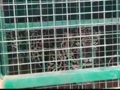 ஈரோடு : ஆடு, நாய்களை வேட்டையாடி வந்த சிறுத்தை சிக்கியது - பொது மக்கள் நிம்மதி..!