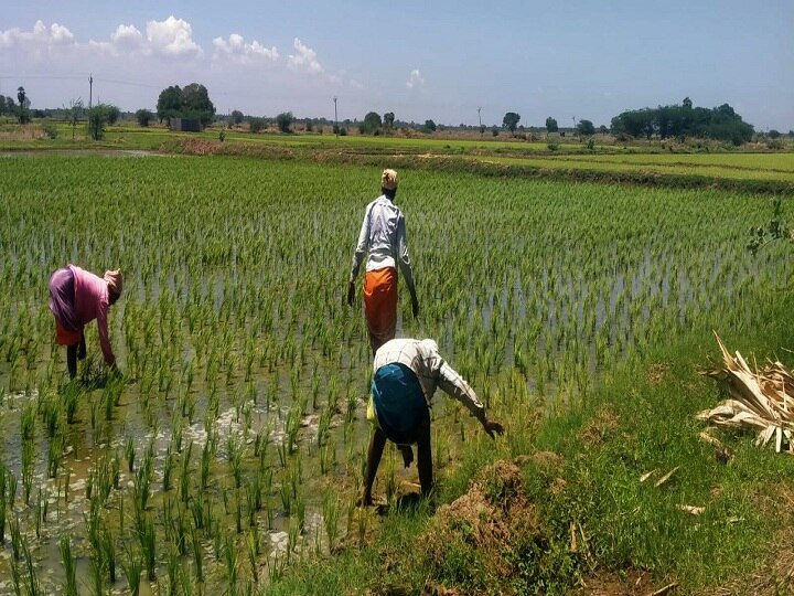 தஞ்சை மாவட்டத்தில் இலக்கை விஞ்சி நடந்துள்ள குறுவை சாகுபடி