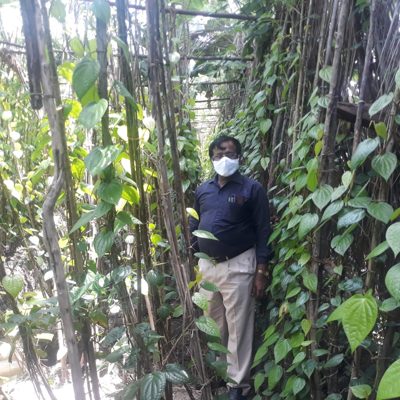 Betel Leaf: வெற்றிலையை தாக்கும் நோய்கள்....என்ன செய்யலாம்....? - தோட்டக்கலைத் துறை அதிகாரி விளக்கம்