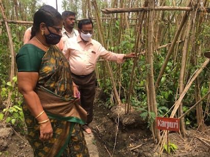 Betel Leaf Diseases Solution Horticulture Department Officer Explanation Betel Leaf: வெற்றிலையை தாக்கும் நோய்கள்....என்ன செய்யலாம்....? -  தோட்டக்கலைத் துறை அதிகாரி விளக்கம்