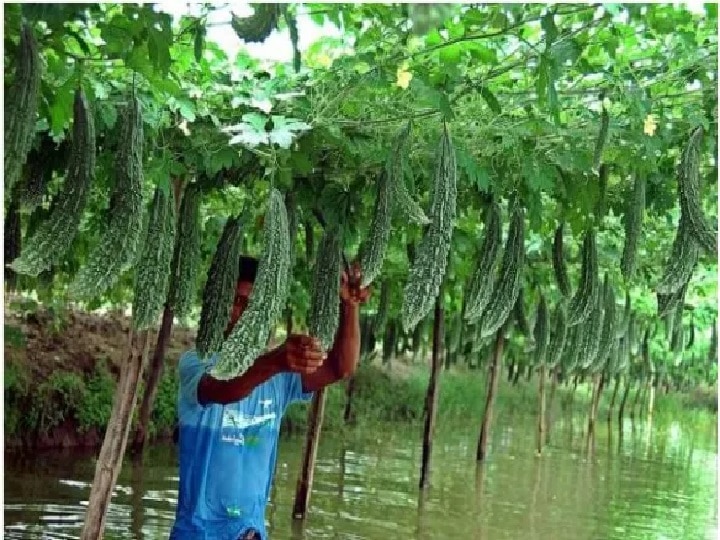 Bitter Gourd Farming: मचान विधि से करेला उगाकर कमाएं लाखों, ये किस्में देंगी बंपर पैदावार