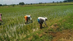 தஞ்சை மாவட்டத்தில் இலக்கை விஞ்சி நடந்துள்ள குறுவை சாகுபடி