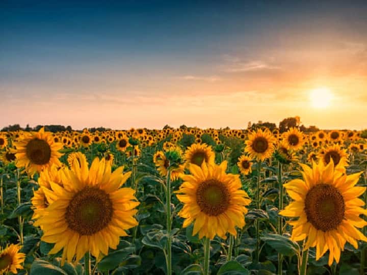 Advanced varieties of sunflower will give bumper profits in just 3 months Sunflower Cultivation: मात्र 3 महीने में बंपर मुनाफा देगी सूरजमुखी की ये किस्में,  खेती से पहले जान लें जरूरी बातें