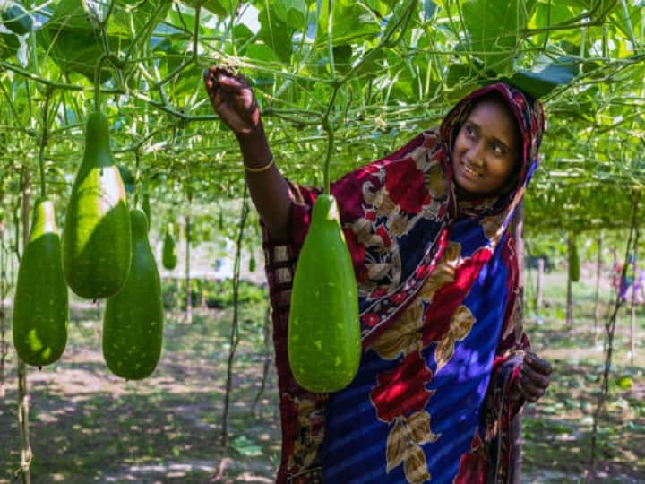 Bottle Gourd farming helps farmers to get higher profit from these advanced hybrid varieties Bottle Gourd Cultivation: देसी किस्मों के मुकाबले ज्यादा दाम पर बिकेगी हाइब्रिड लौकी, ये हैं डबल मुनाफे वाली उन्नत किस्में