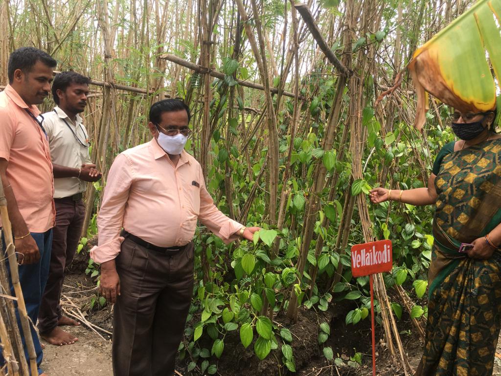 Betel Leaf: வெற்றிலையை தாக்கும் நோய்கள்....என்ன செய்யலாம்....? - தோட்டக்கலைத் துறை அதிகாரி விளக்கம்