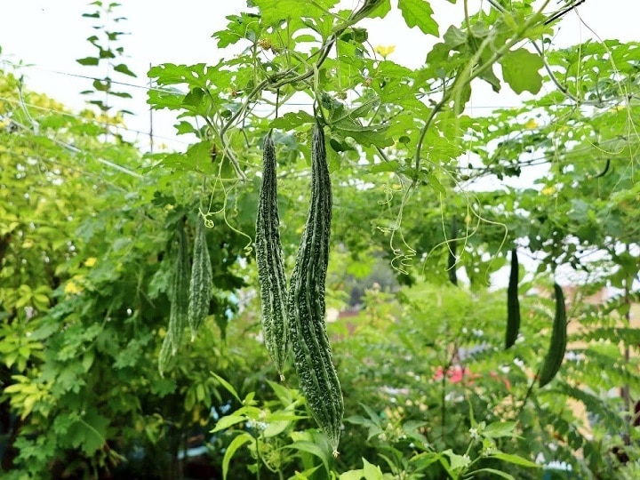 Bitter Gourd Farming: मचान विधि से करेला उगाकर कमाएं लाखों, ये किस्में देंगी बंपर पैदावार