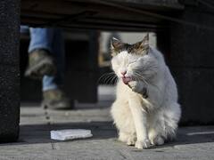 International Cat Day 2022: History, Significance About The Day Dedicated To Our 'Furry Friends'