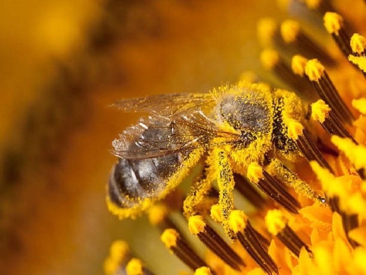 Sunflower Cultivation: मात्र 3 महीने में बंपर मुनाफा देगी सूरजमुखी की ये किस्में,  खेती से पहले जान लें जरूरी बातें