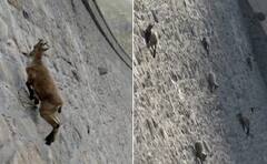 Video: ਡੈਮ ਦੀ ਸਿੱਧੀ ਕੰਧ 'ਤੇ ਦੌੜਨ ਲੱਗੀਆਂ ਬੱਕਰੀਆਂ, VIDEO ਦੇਖ ਕੇ ਨਹੀਂ ਹੋਵੇਗਾ ਅੱਖਾਂ 'ਤੇ ਯਕੀਨ