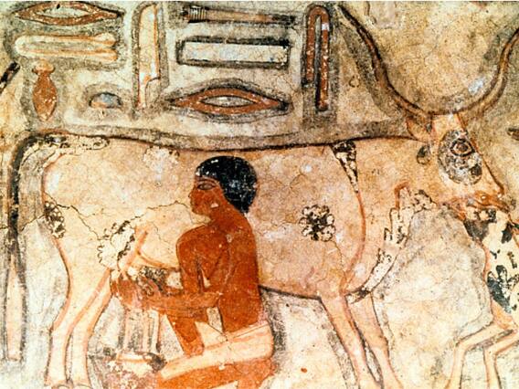 Prehistoric People In Europe Drank Milk Despite Lactose Intolerance — New Study Challenges An Old Theory