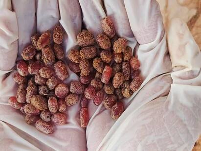 The surprise found in a pile of coral found in the excavation in Kontakhai Keezhadi Excavation: கீழடி அகழாய்வில் குவியலாக கிடைத்த புதிய ஆச்சரியமான விஷயங்கள்... முழு விவரம் இதோ..!
