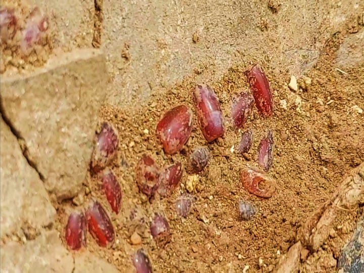 Keezhadi Excavation: கீழடி அகழாய்வில் குவியலாக கிடைத்த புதிய ஆச்சரியமான விஷயங்கள்... முழு விவரம் இதோ..!
