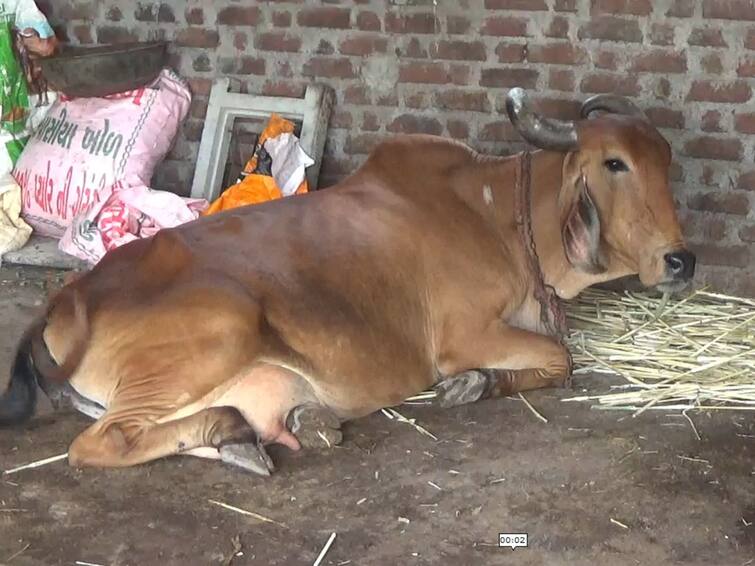 Lumpy virus in Botad, 988 cattle affected, 22 cattle dead, 20 teams doing vaccination Lumpy Virus : બોટાદમાં લમ્પી વાયરસ,   988 પશુઓ  અસરગ્રસ્ત, 22 પશુઓના મોત, 20 ટિમો કરી રહી છે રસીકરણ