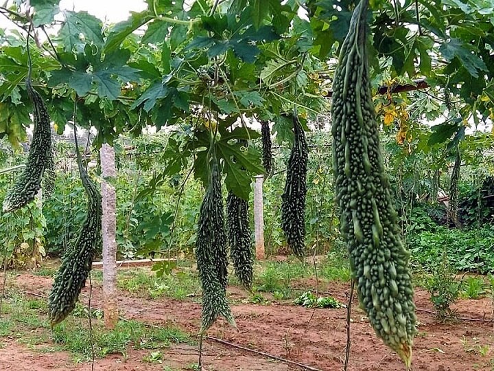 Bitter Gourd Farming: मचान विधि से करेला उगाकर कमाएं लाखों, ये किस्में देंगी बंपर पैदावार