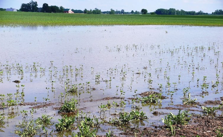 500 acres of agricultural land was flooded in Ariyalur district TNN அரியலூர் மாவட்டத்தில் 500 ஏக்கர் விவசாய நிலம் வெள்ளத்தில் மூழ்கியது - விவசாயிகள் வேதனை
