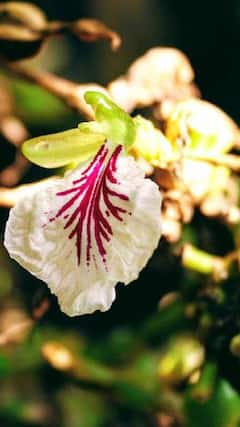 Cardamom Benefits : स्वयंपाकघरातील वेलचीचे एक नाही, दोन नाही तर आहेत अनेक फायदे...