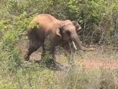 Surguja News: आधा दर्जन घरों को ढहाने के बाद मैनपाट पहुंचा दल से बिछड़ा हाथी, इलाके में दहशत का माहौल