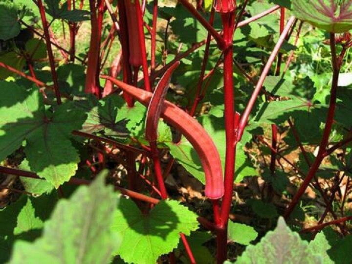 Ladyfingure Farming: हरी भिंडी का ट्रेंड बदलकर खेतों में लगायें लाल रंग की भिंडी, 500 रुपये किलो में होगी बिक्री