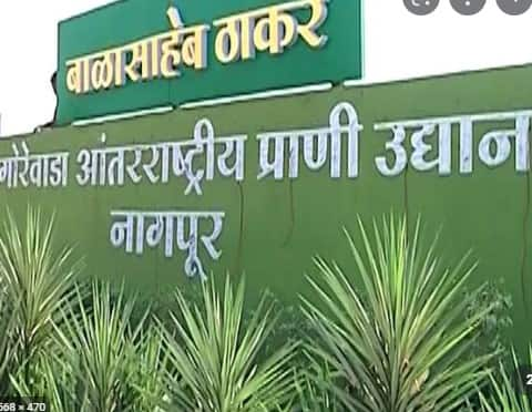 Gorewada tourism rates will increase from November 15 Decision on Cancellation of Concession Nagpur: गोरेवाडा पर्यटन पाहायचंय तर खिशाला फटका, दर वाढणार; विद्यार्थ्यांना मात्र सवलत