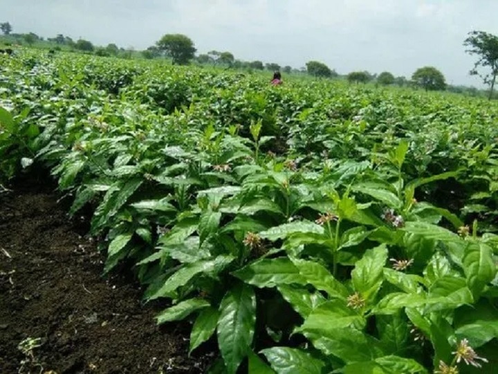 Herbal Farming: जहरीले दंश को चुटकियों में खत्म कर देगा सर्पगंधा, इसकी जैविक खेती से होगा लाखों का मुनाफा