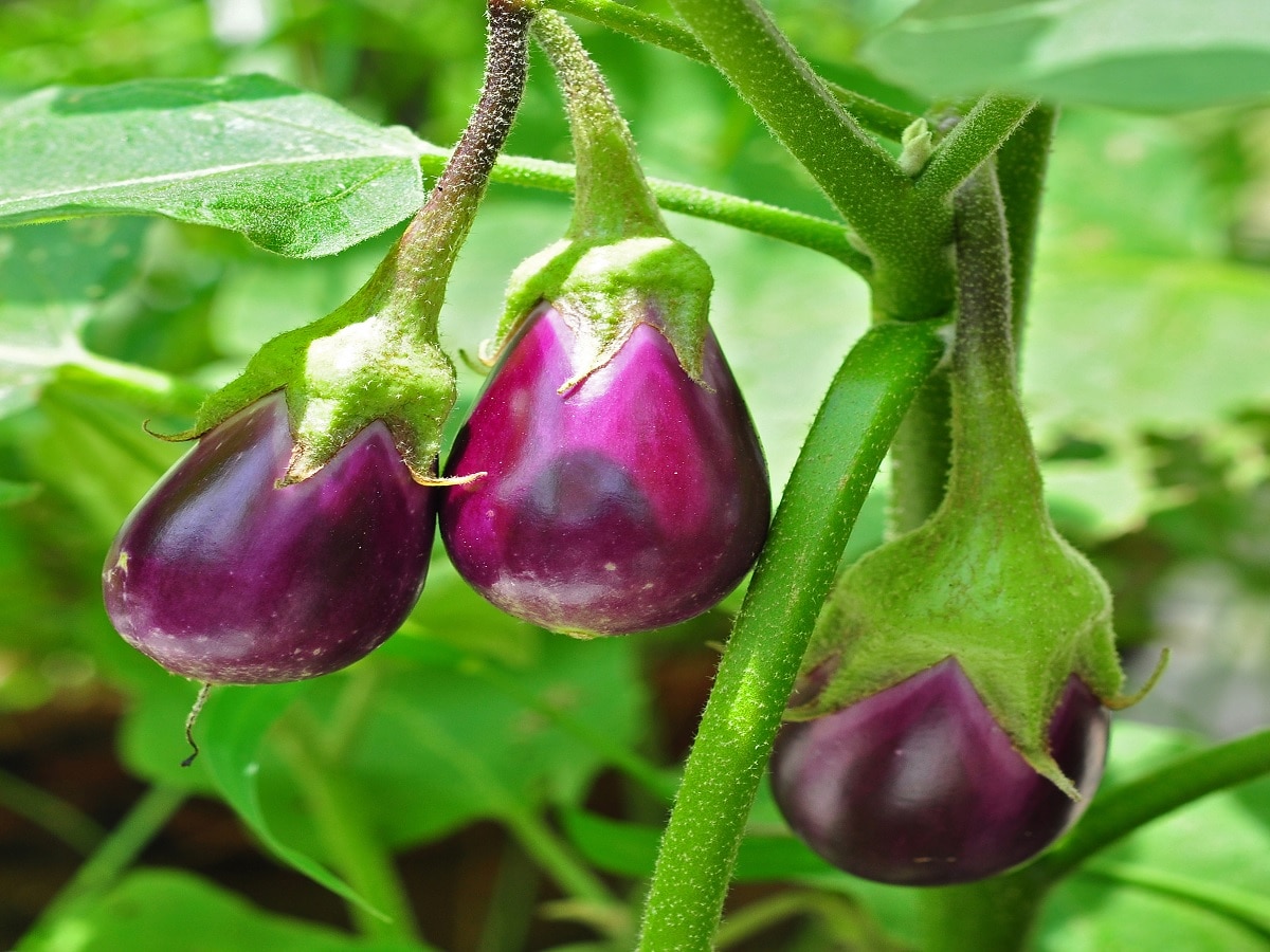 Brinjal Cultivation: ઓછા સમયમાં બંપર નફો આપશે રિંગણની આ ત્રણ જાત, જાણો વધારે ઉત્પાદન લેવાની રીત