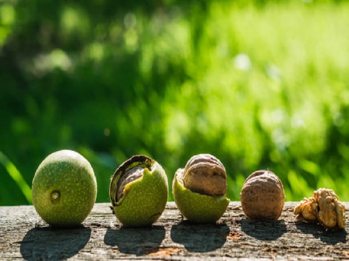 Dry Fruits Cultivation: सेहत और कमाई का बेहतरीन साधन है अखरोट, इस तरह खेती करने पर बढ़ेगा पैसा