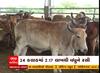 Gujarat Lumpy Virus : રાજ્યમાં લમ્પી વાયરસનો હાહાકાર, 24 કલાકમાં નોંધાયા 2663 કેસ
