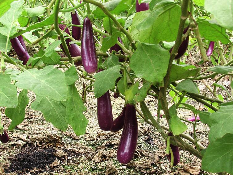 Brinjal Cultivation: Know about Advanced  Varieties of Brinjal and farmers can earn more money Brinjal Cultivation: ઓછા સમયમાં બંપર નફો આપશે રિંગણની આ ત્રણ જાત, જાણો વધારે ઉત્પાદન લેવાની રીત